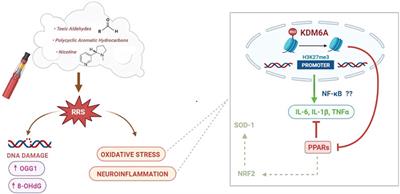 Effects of unburned tobacco smoke on inflammatory and oxidative mediators in the rat prefrontal cortex